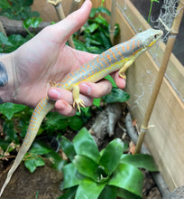 Load image into Gallery viewer, Adult Schneider’s Skink