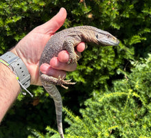 Load image into Gallery viewer, Juvenile Black Throat Monitor (4)