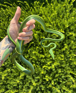 Adult South American Giant Green Vine Snake
