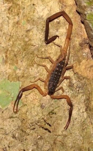 Thai Bark Scorpion