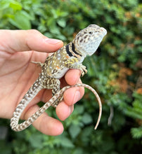 Load image into Gallery viewer, Adult Eastern Collared Lizard (1.1 Pair)