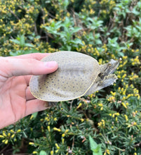Load image into Gallery viewer, 4” Spiny Softshell Turtle