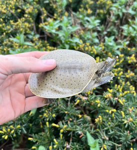 4” Spiny Softshell Turtle