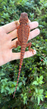 Load image into Gallery viewer, Baby ‘High-Red’ 50% Red Monster Bearded Dragon (1)