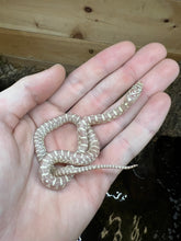 Load image into Gallery viewer, Baby Albino Florida Kingsnake