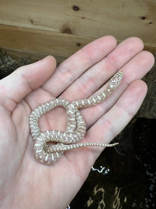 Baby Albino Florida Kingsnake