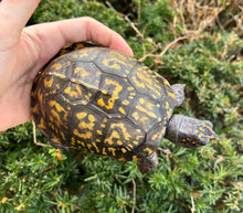 Load image into Gallery viewer, Adult Eastern Box Turtle (Female 1)