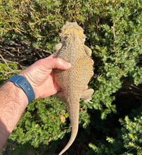 Load image into Gallery viewer, Adult Bearded Dragon (Female)