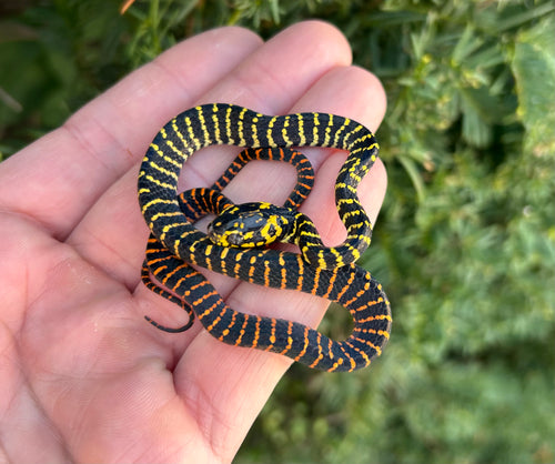 Baby Sulawesi Mangrove Snake