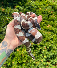 Load image into Gallery viewer, Adult California Kingsnake (Male)