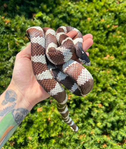 Adult California Kingsnake (Male)