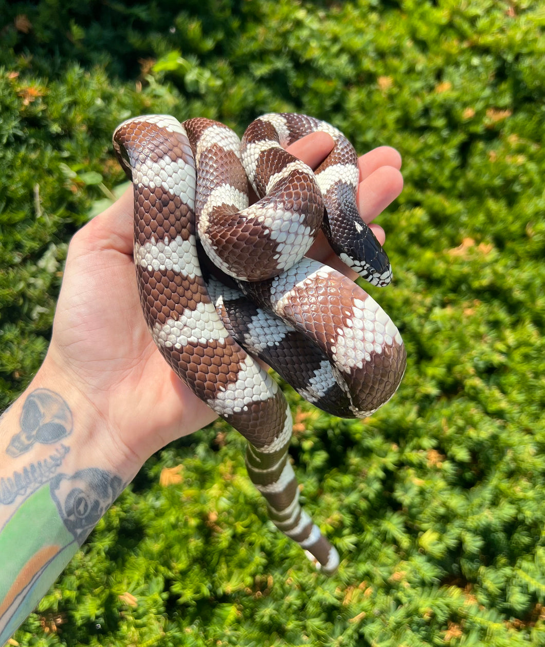 Adult California Kingsnake (Male)