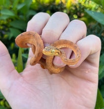 Load image into Gallery viewer, Orange Amazon Tree Boa (Female 3)