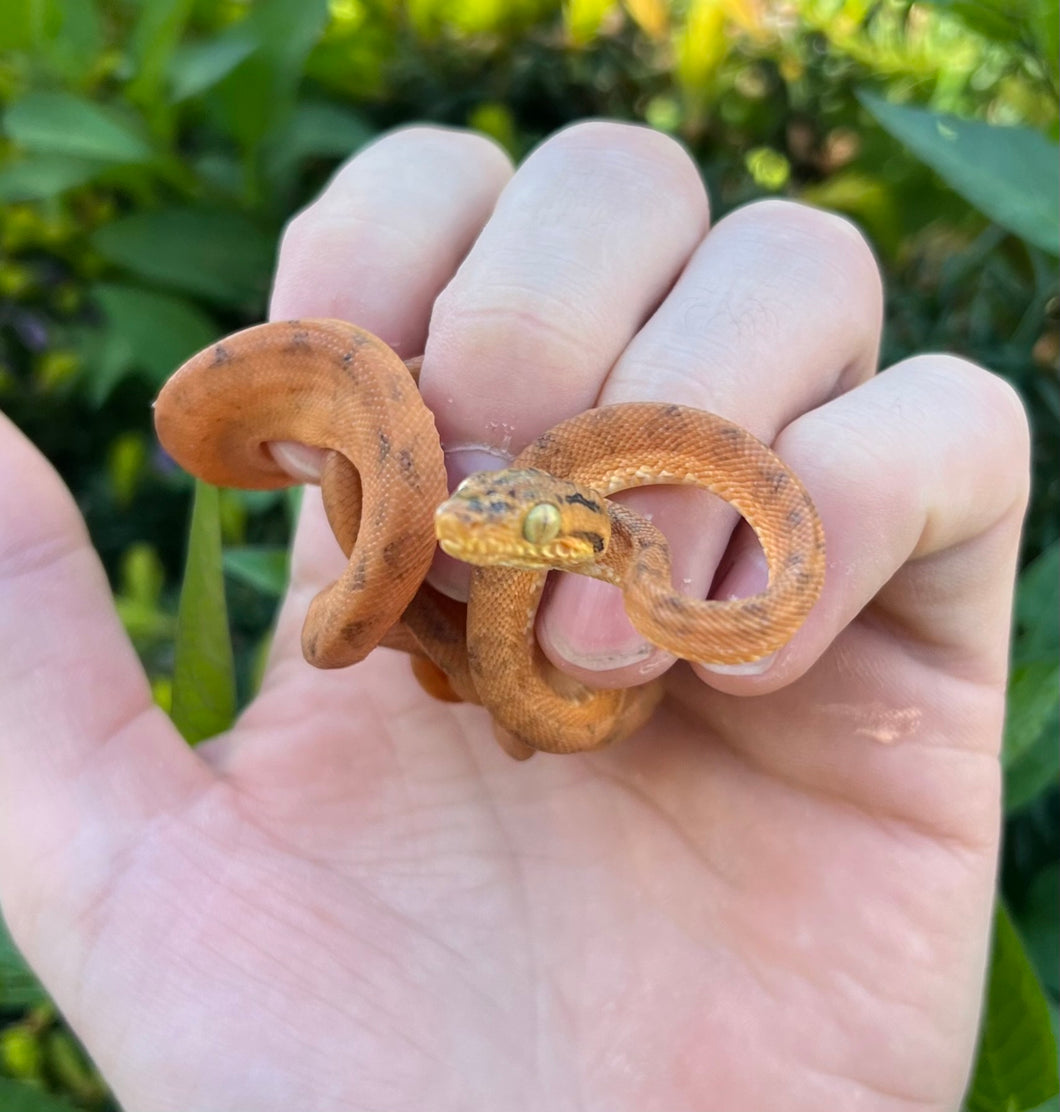 Orange Amazon Tree Boa (Female 3)