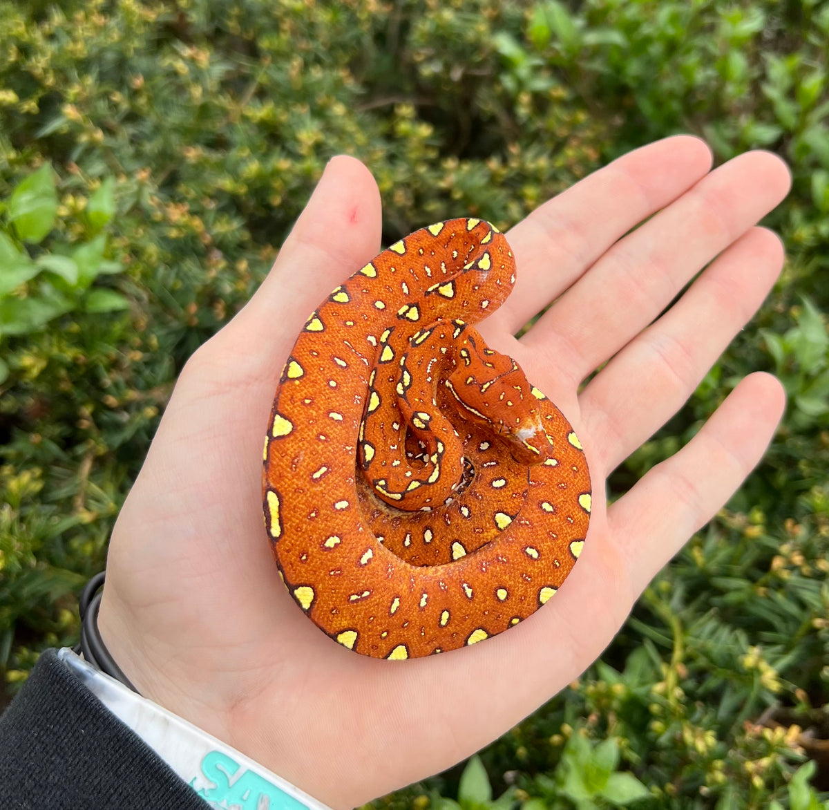 Baby Red Biak Green Tree Python (1) – Scales and Tails of Ohio