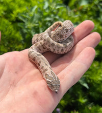 Load image into Gallery viewer, Juvenile Arctic Conda het Sable/Albino Western Hognose Snake (Female)