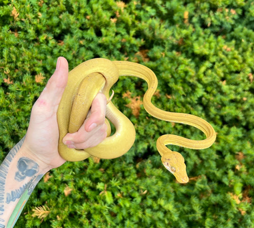 ‘Patternless’ Amazon Tree Boa (Female 3)