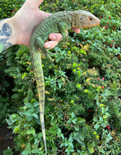 Load image into Gallery viewer, Juvenile Caiman Lizard (1)