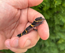 Load image into Gallery viewer, Juvenile Chinese Cave Gecko