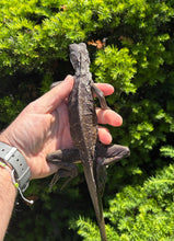 Load image into Gallery viewer, Juvenile Indonesian Giant Sailfin Dragon (1)