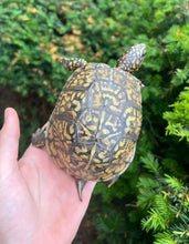 Load image into Gallery viewer, Adult Eastern Box Turtle (Female 2)