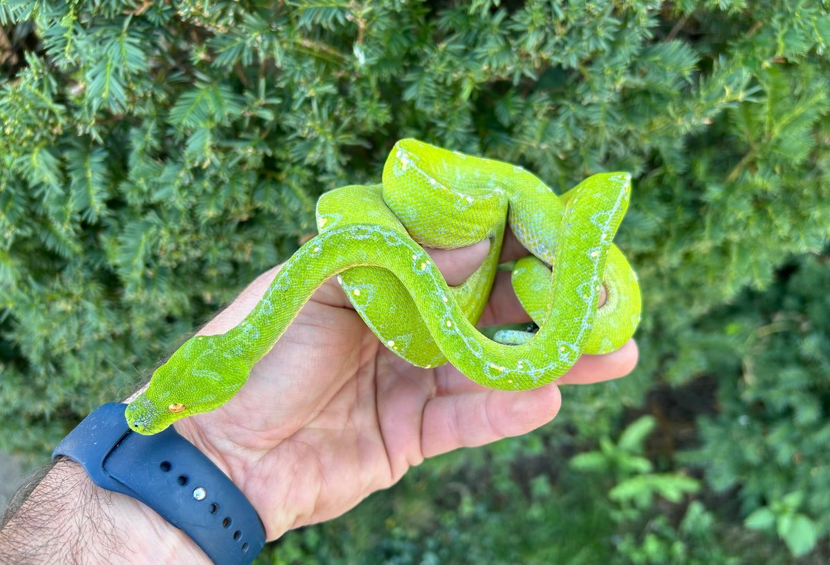 Adult Sorong Green Tree Python (Female) – Scales and Tails of Ohio