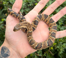 Load image into Gallery viewer, Juvenile False Water Cobra (Male)