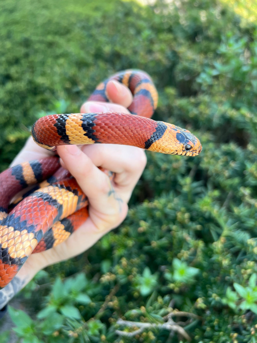 Adult Nuevo León Kingsnake (Female)