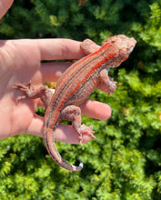 Load image into Gallery viewer, Adult Red Stripe Gargoyle Gecko (Male 1)