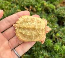 Load image into Gallery viewer, 3” Albino Snapping Turtle
