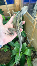 Load image into Gallery viewer, Adult Northern Forest Dragon (Male)
