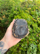 Load image into Gallery viewer, Adult Eastern Box Turtle (Male)