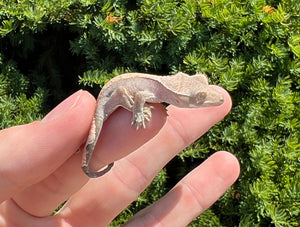 Baby Crested Gecko (1)