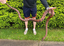 Load image into Gallery viewer, XL Adult Brazilian Rainbow Boa (Female)