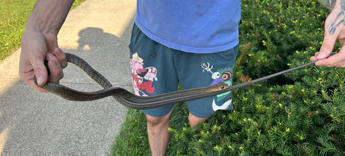 Juvenile Greater Keeled Ratsnake