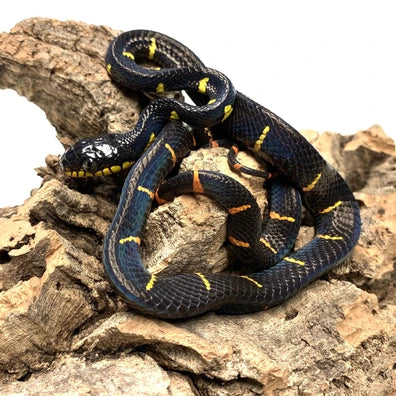 Baby Malaysian Mangrove Snake – Scales and Tails of Ohio