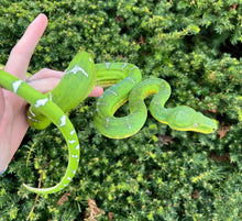 Load image into Gallery viewer, Adult Emerald Tree Boa (Male 1)