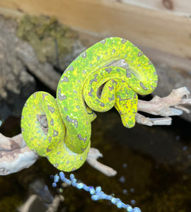 Juvenile Biak Green Tree Python on
