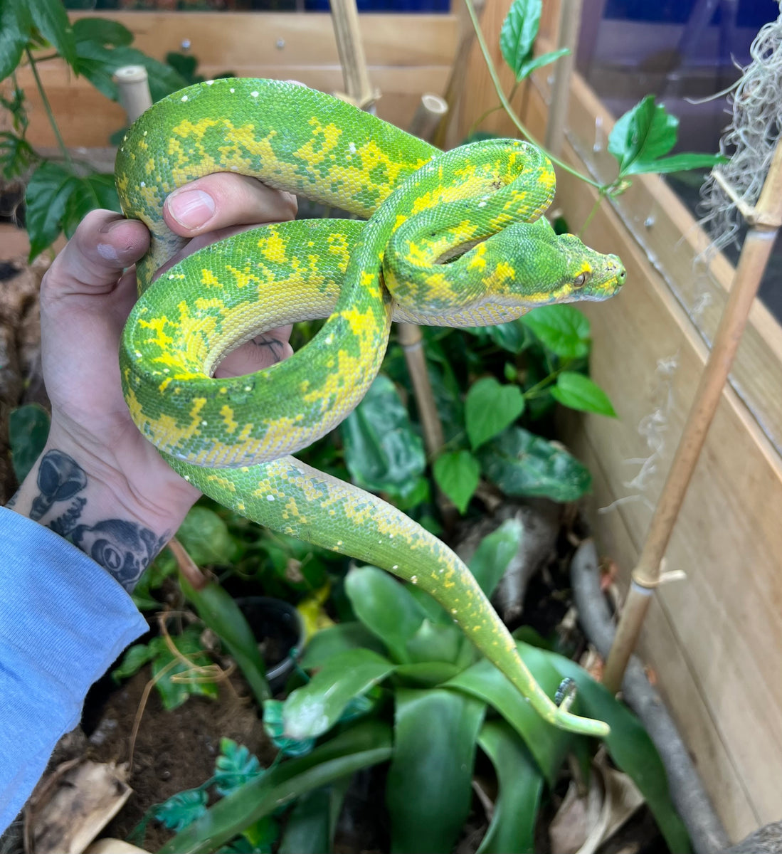Adult Biak Green Tree Python (Male 1) – Scales and Tails of Ohio