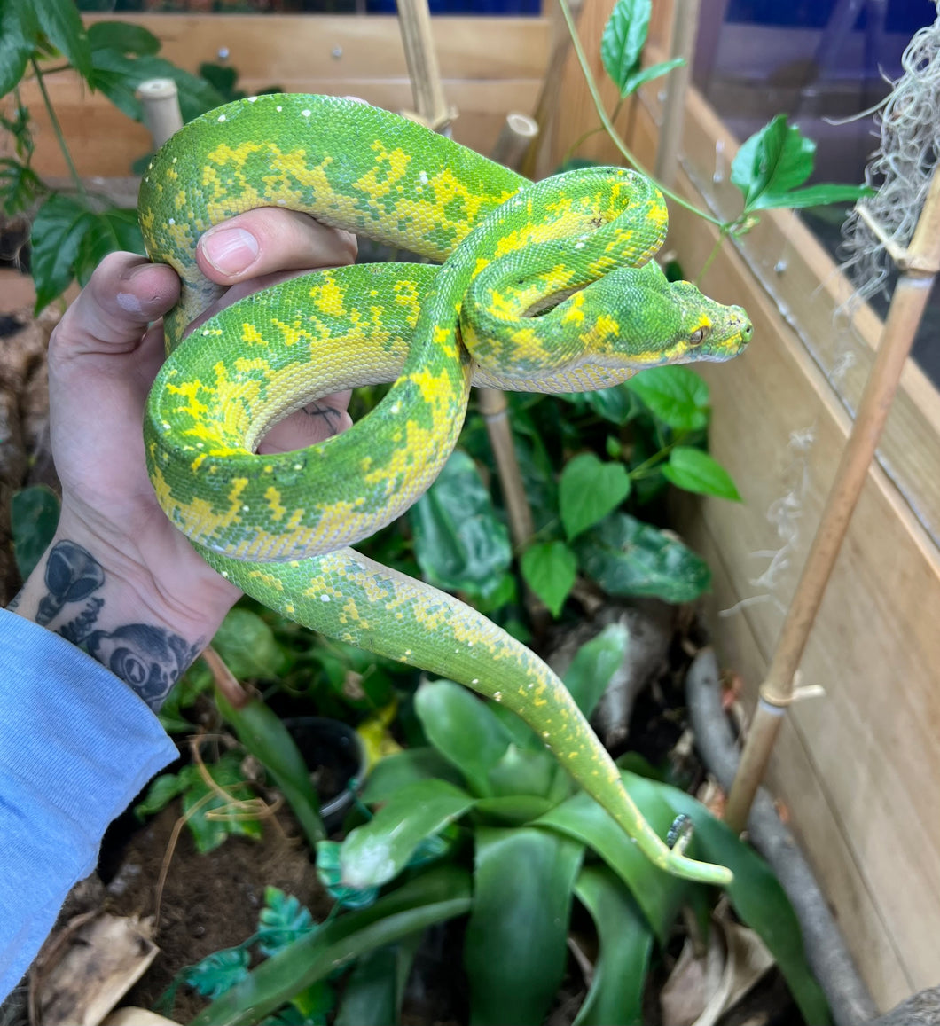 Adult Biak Green Tree Python (Male 1)
