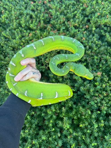 Adult Emerald Tree Boa (Female 1)