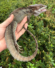Load image into Gallery viewer, Adult Double-Crested Brown Basilisk (Male 1)