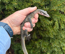 Load image into Gallery viewer, Juvenile Peach Throat Monitor