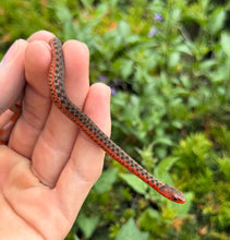 Load image into Gallery viewer, Juvenile Erythistic Flame Eastern Garter Snake