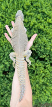 Load image into Gallery viewer, XL Adult Egyptian Uromastyx
