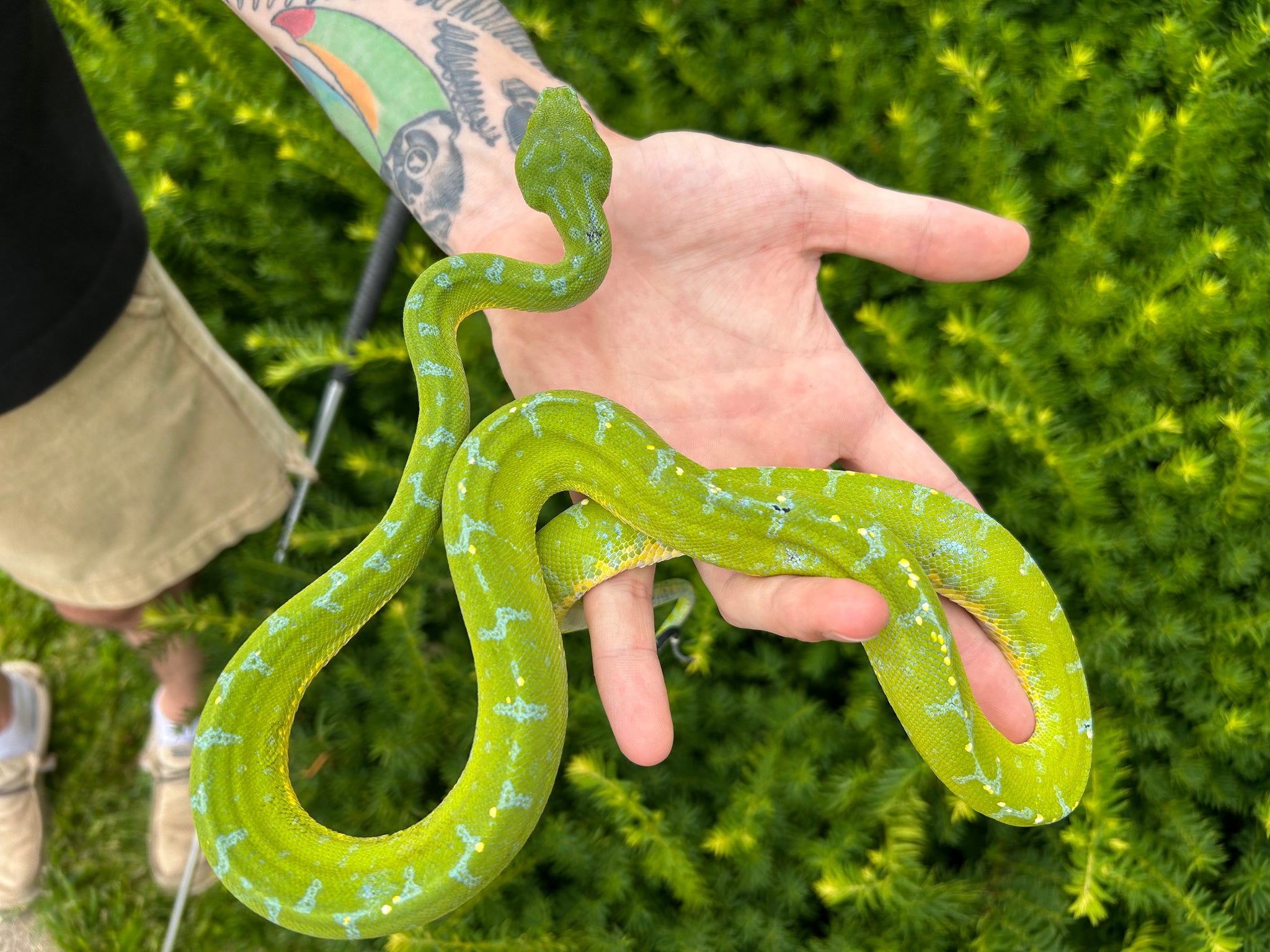 Green Python Spurs Adult Sorong Green Tree Python (Male 2) – Scales and Tails of Ohio
