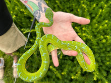 Load image into Gallery viewer, Adult Sorong Green Tree Python (Male 2)