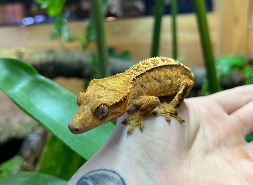 Adult Brindle partial Pinstripe Crested Gecko (Female)