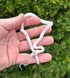 Baby Palmetto Corn Snake (Male 1)