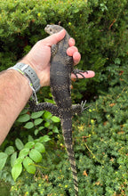 Load image into Gallery viewer, Juvenile Asian Water Monitor (2)